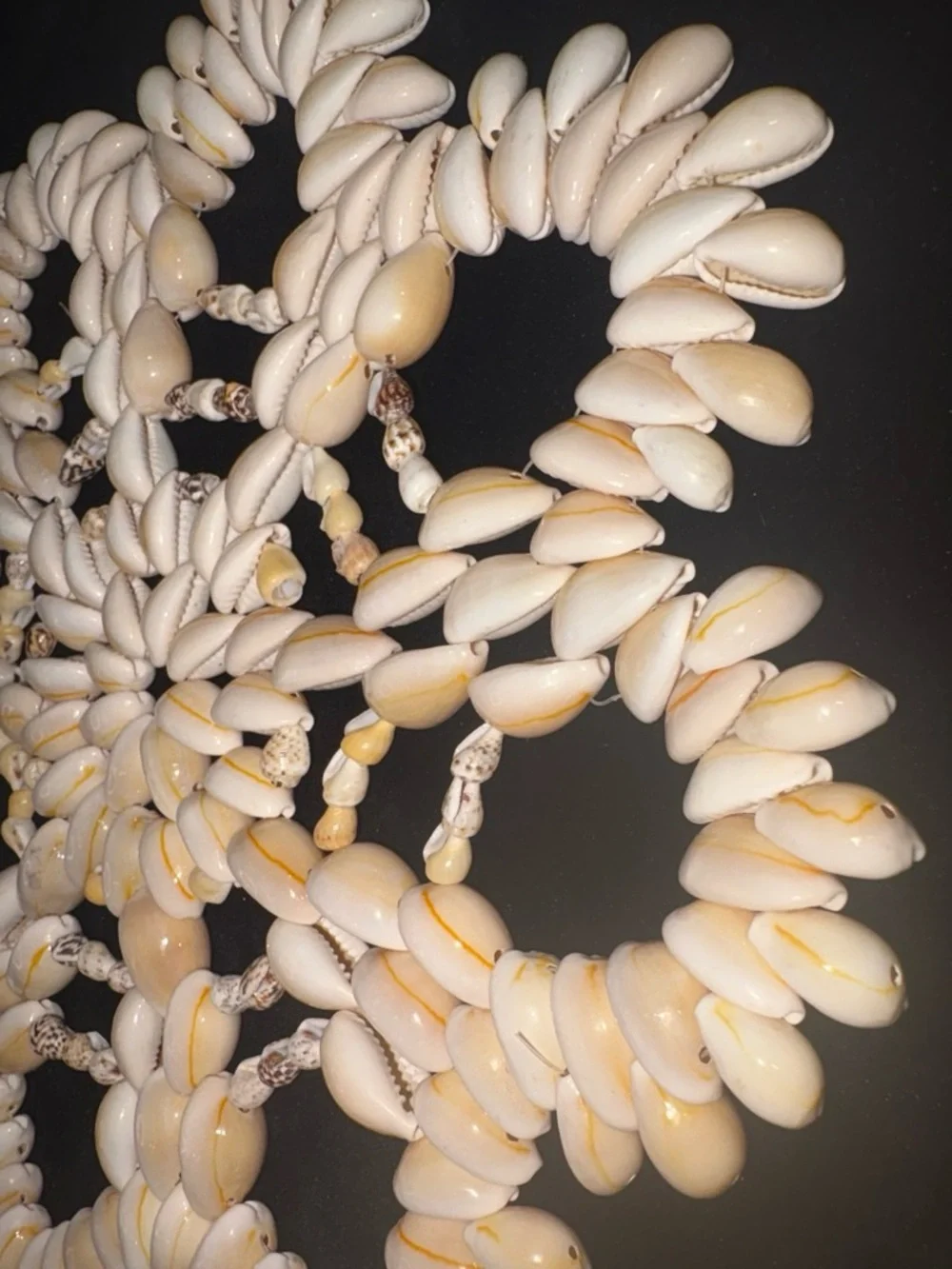 N/A cowrie shell
